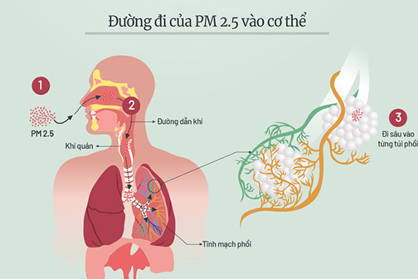 quy trình bụi mịn xâm nhập cơ thể người